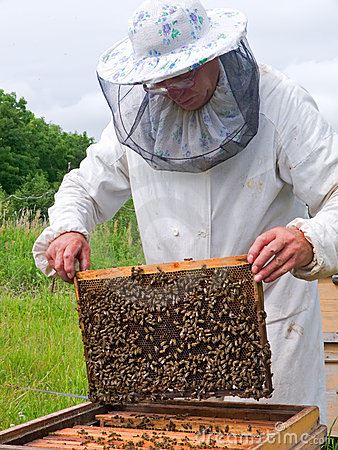 Castelo Branco: Curso para apicultores no Politécnico
